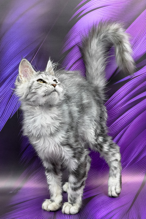 Nika | Maine Coon Kitten