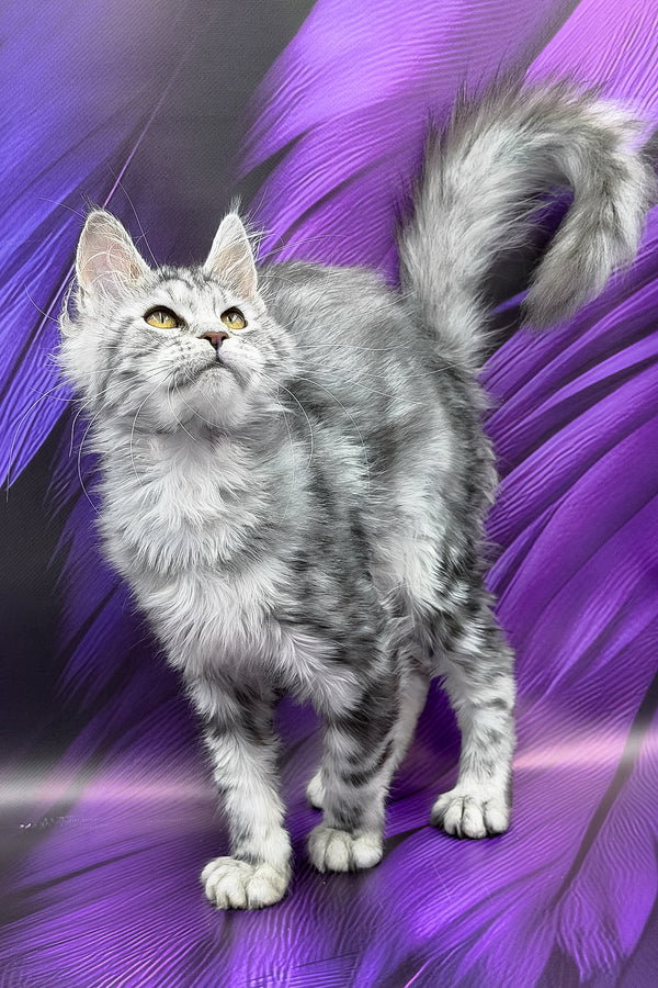 Nika | Maine Coon Kitten