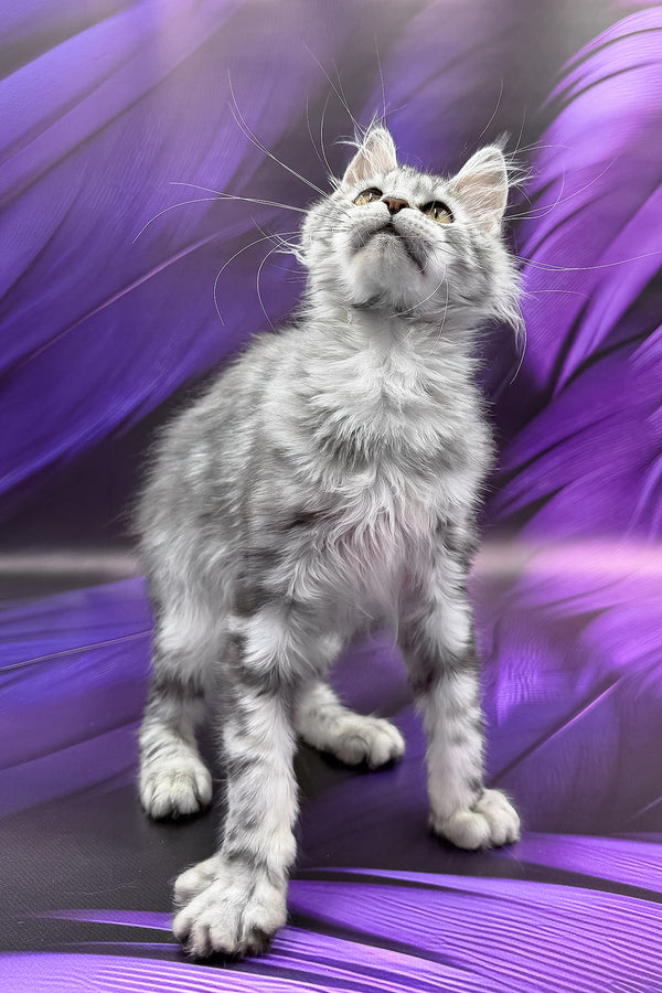 Nika | Maine Coon Kitten