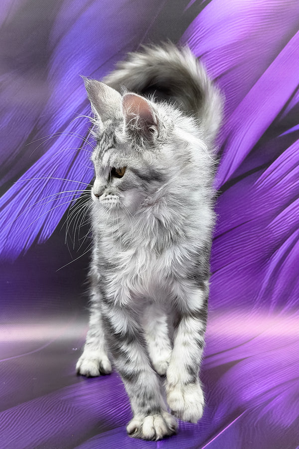 Nika | Maine Coon Kitten