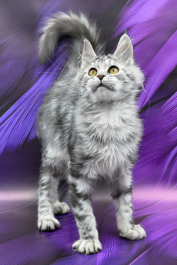 Nika | Maine Coon Kitten