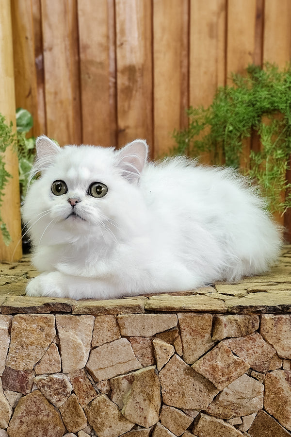 Nikki | British Longhair Kitten