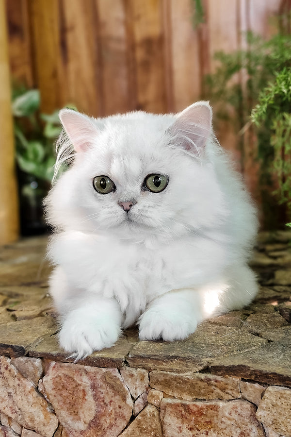 Nikki | British Longhair Kitten
