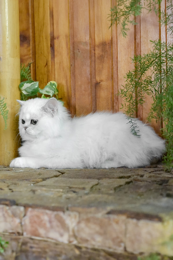 Nikki | British Longhair Kitten