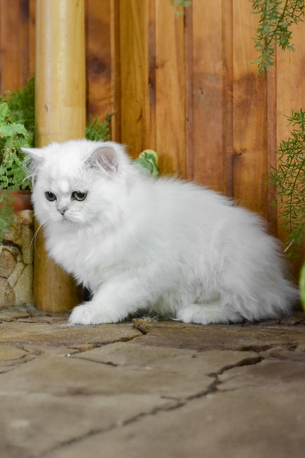 Nikki | British Longhair Kitten