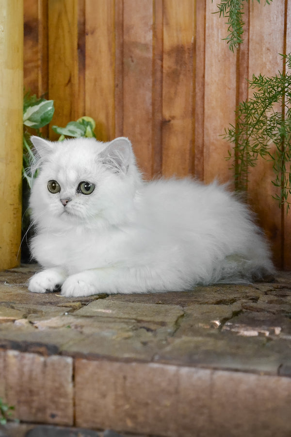 Nikki | British Longhair Kitten