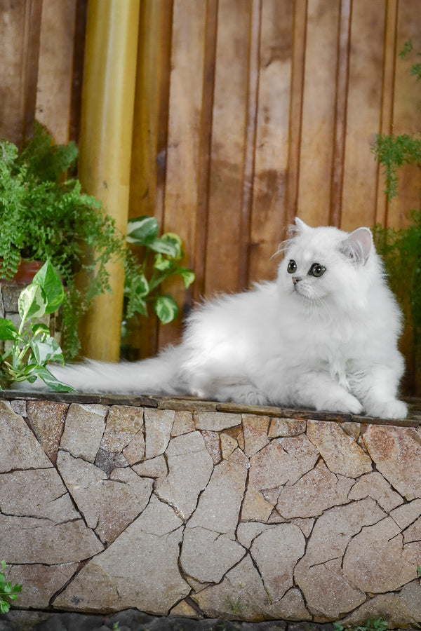 Nikki | British Longhair Kitten