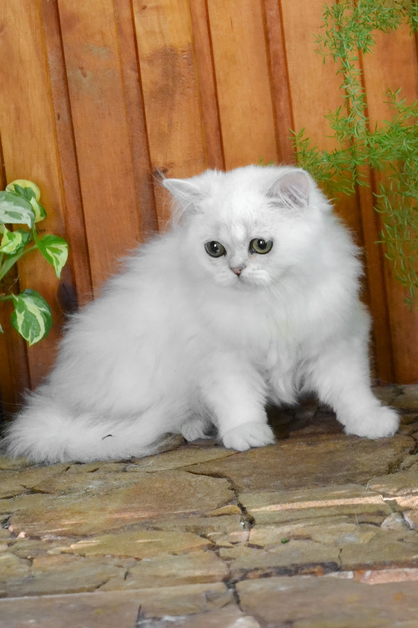 Nikki | British Longhair Kitten