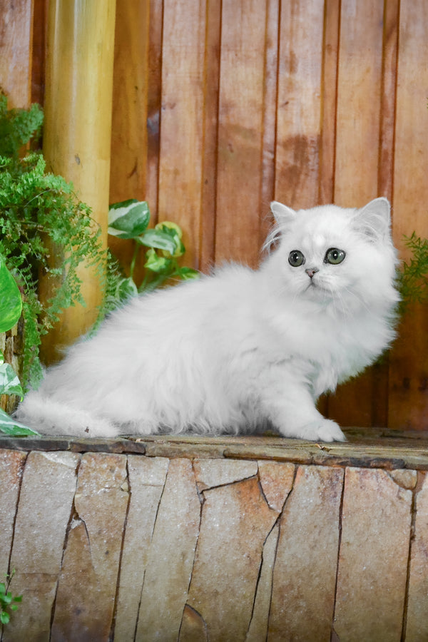 Nikki | British Longhair Kitten