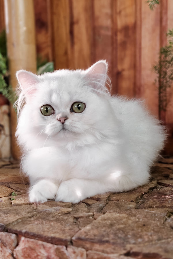 Nikki | British Longhair Kitten