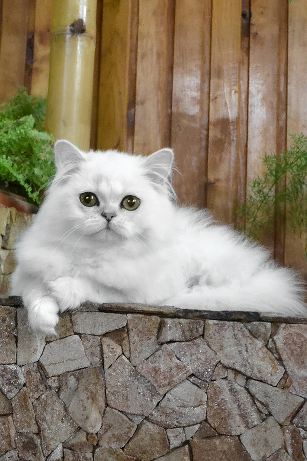 Nikki | British Longhair Kitten