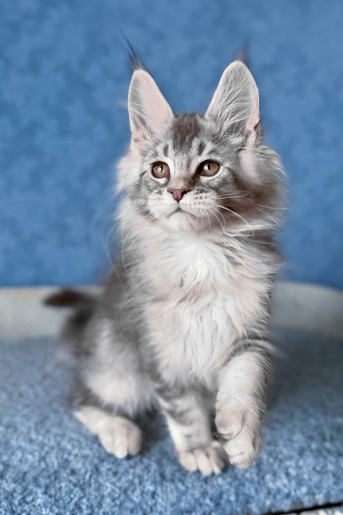 Nicolas | Maine Coon Kitten