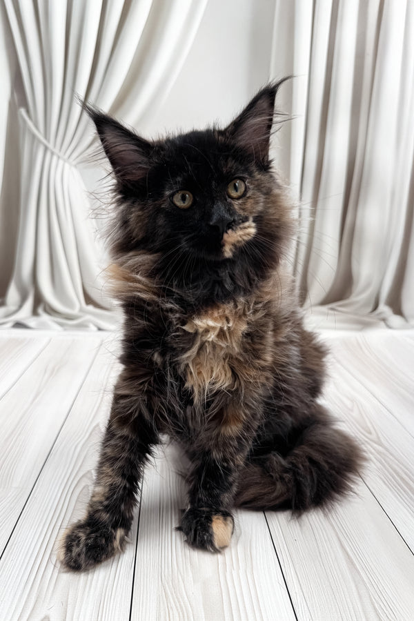 Nimfa | Maine Coon Kitten