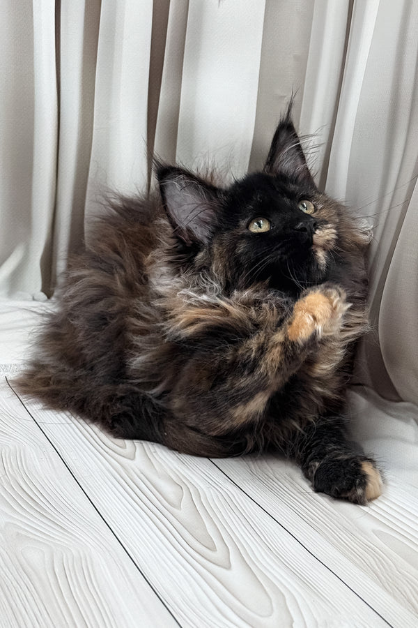 Nimfa | Maine Coon Kitten