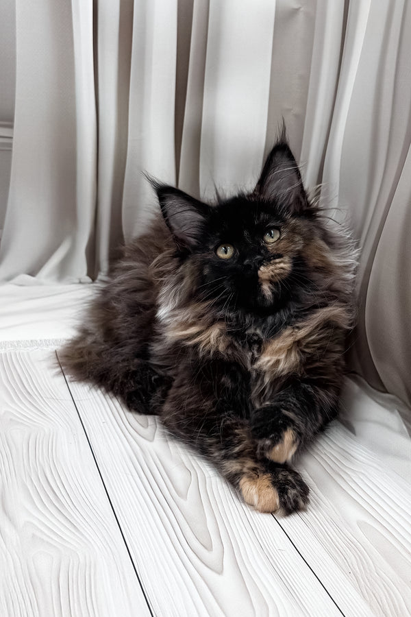 Nimfa | Maine Coon Kitten