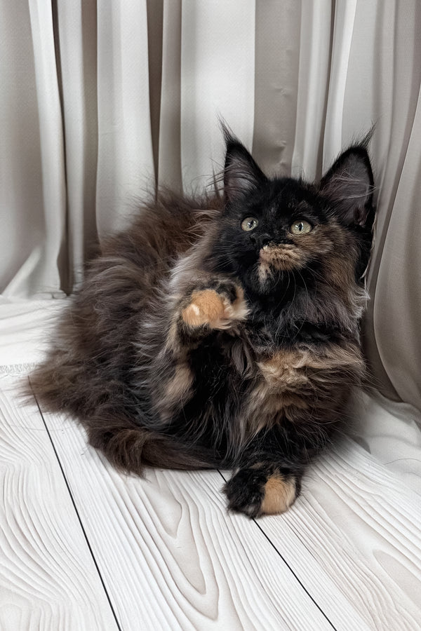 Nimfa | Maine Coon Kitten