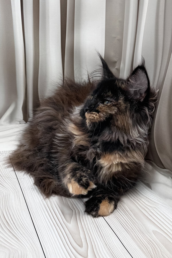 Nimfa | Maine Coon Kitten