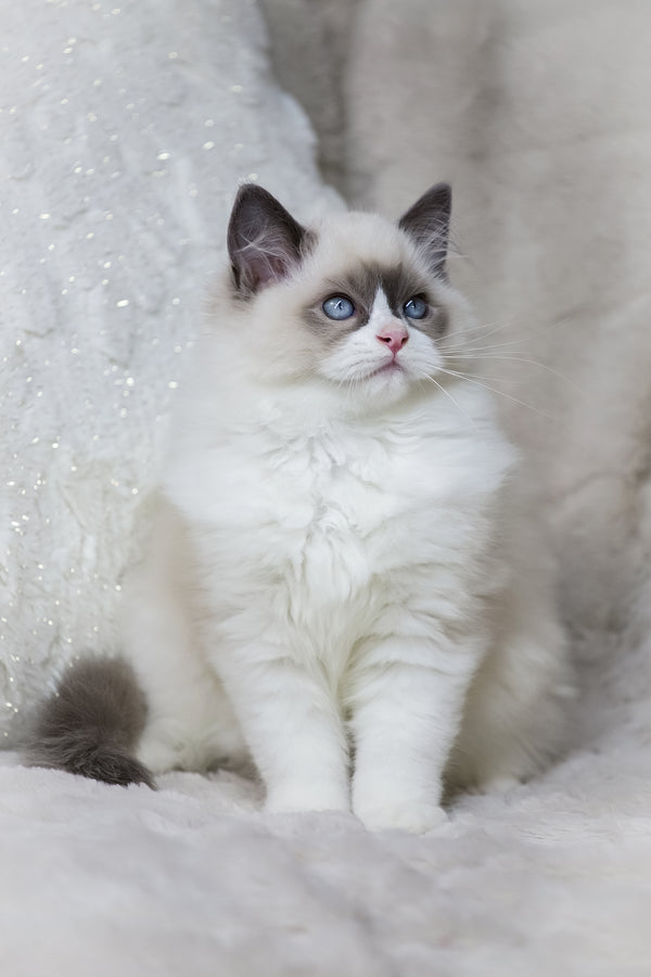 Ninja | Ragdoll Kitten