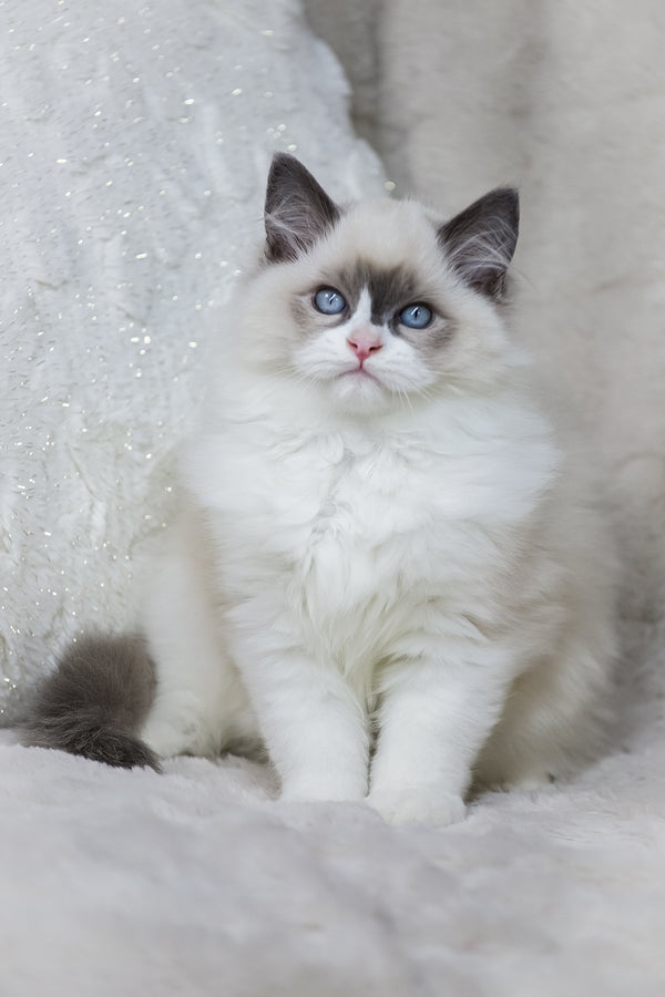 Ninja | Ragdoll Kitten