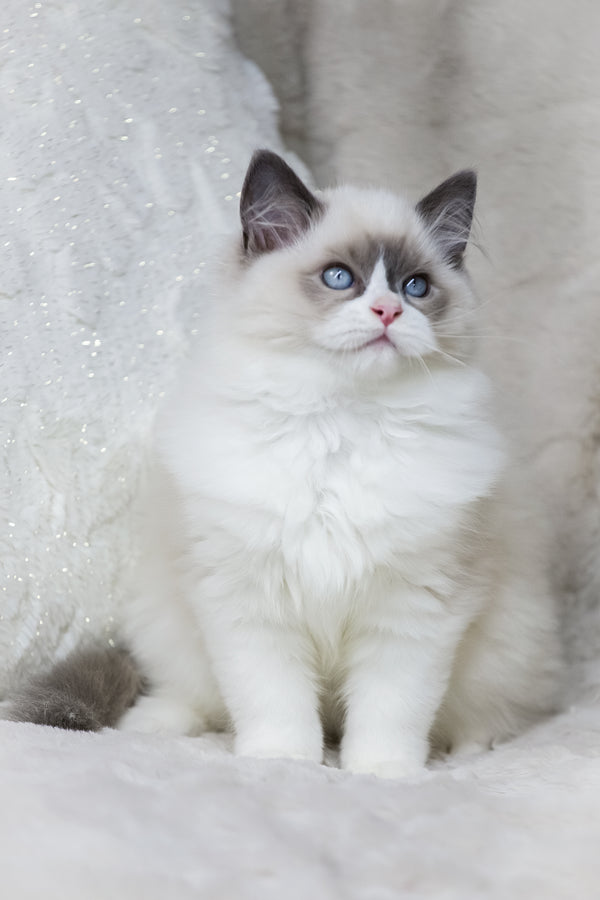 Ninja | Ragdoll Kitten