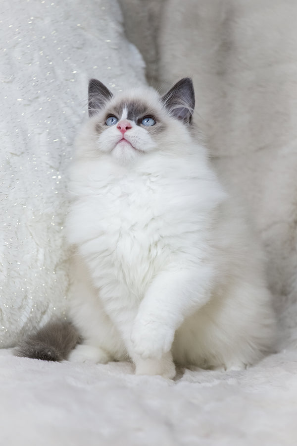 Ninja | Ragdoll Kitten