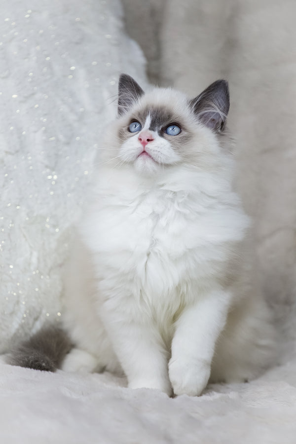 Ninja | Ragdoll Kitten