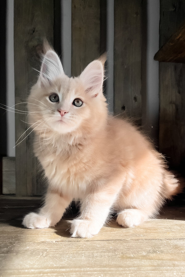 Nord | Maine Coon Kitten