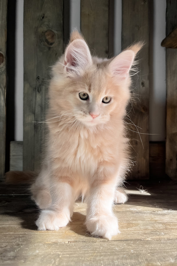 Nord | Maine Coon Kitten
