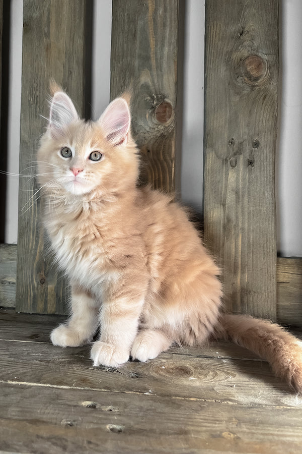 Nord | Maine Coon Kitten