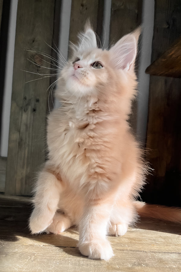 Nord | Maine Coon Kitten