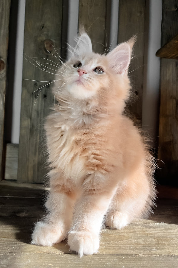 Nord | Maine Coon Kitten