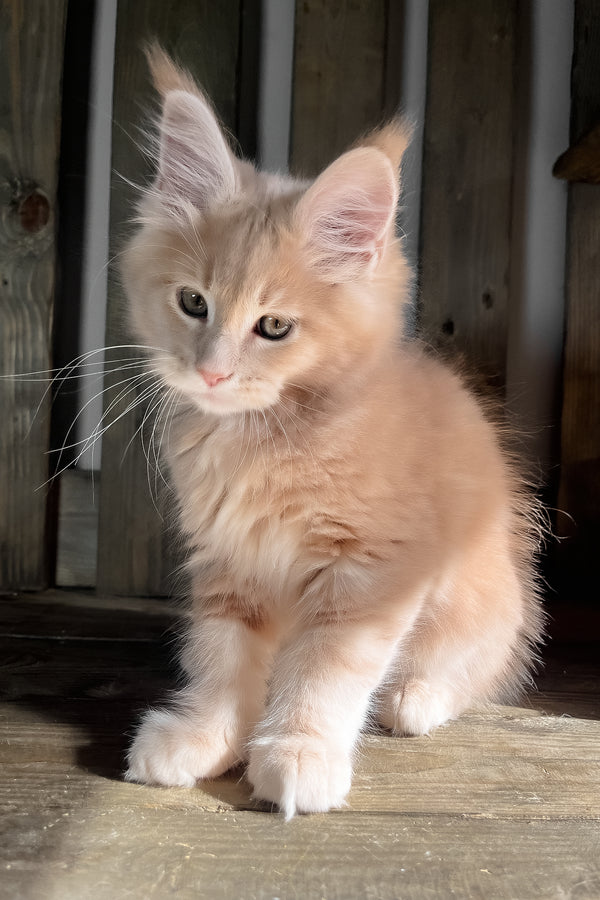Nord | Maine Coon Kitten