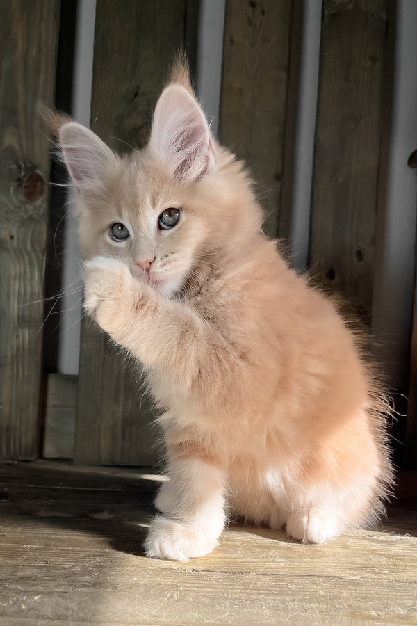 Nord | Maine Coon Kitten