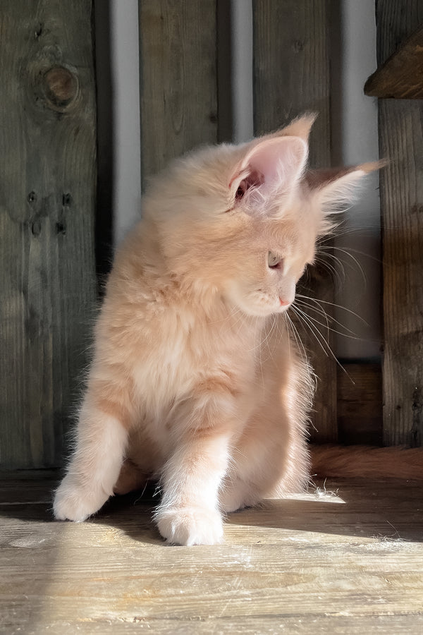 Nord | Maine Coon Kitten