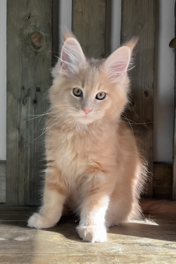 Nord | Maine Coon Kitten