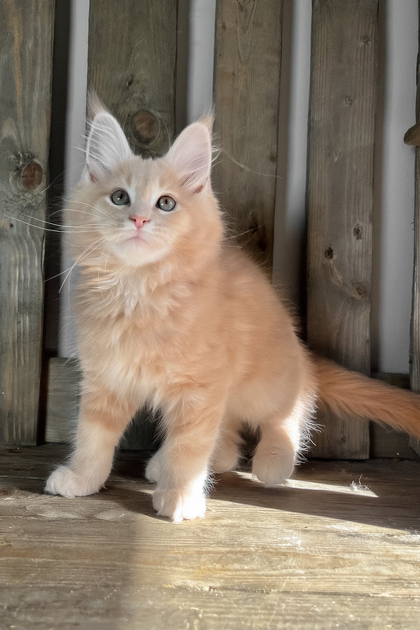 Nord | Maine Coon Kitten