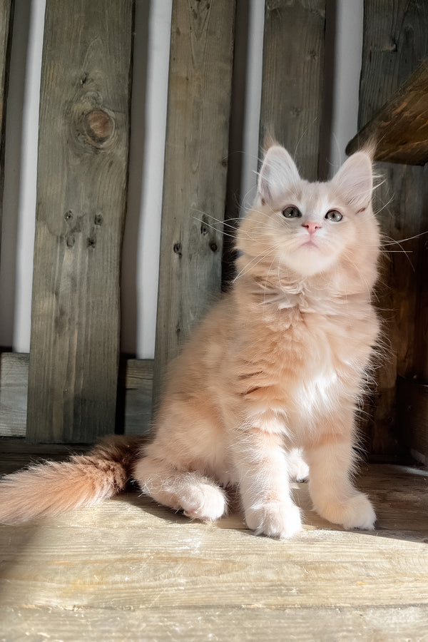 Nord | Maine Coon Kitten