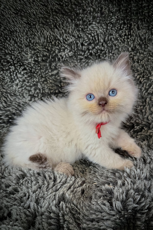 Nori | Cherubim Ragdoll Kitten