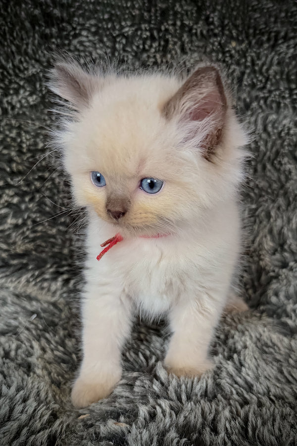 Nori | Cherubim Ragdoll Kitten