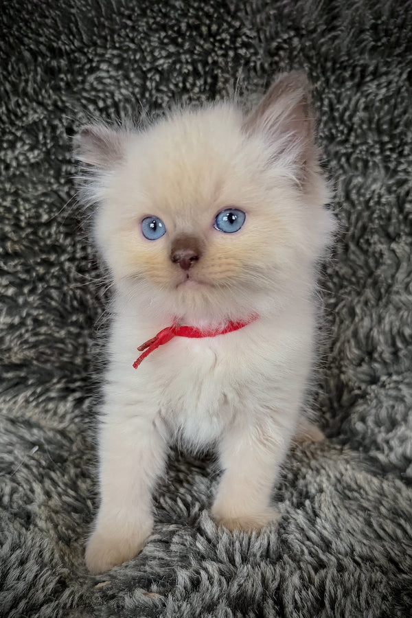 Nori | Cherubim Ragdoll Kitten