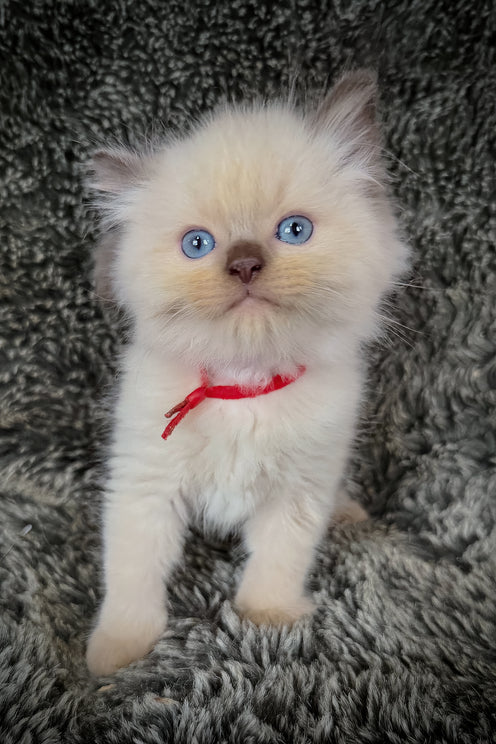 Nori | Cherubim Ragdoll Kitten