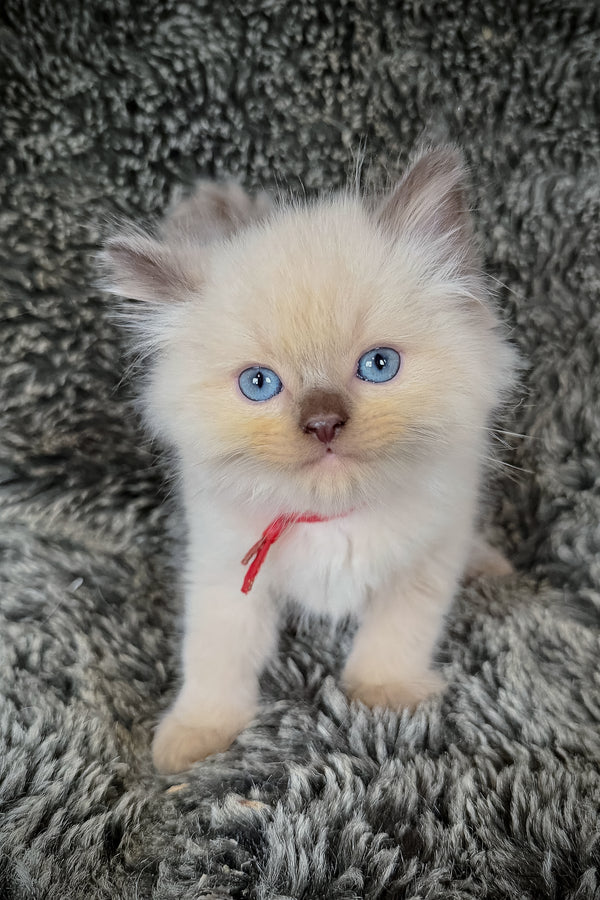Nori | Cherubim Ragdoll Kitten