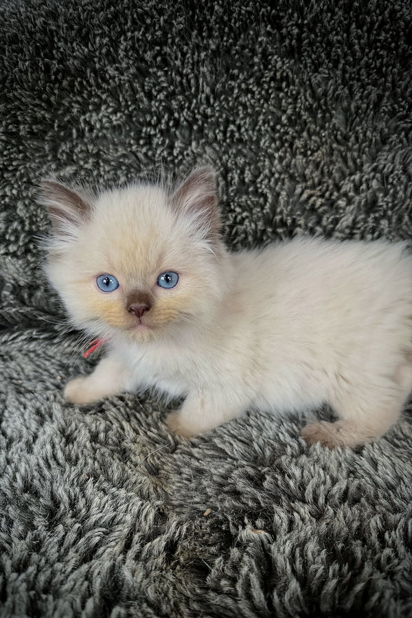 Nori | Cherubim Ragdoll Kitten