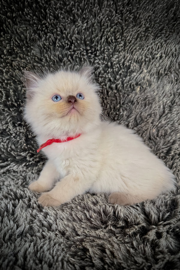 Nori | Cherubim Ragdoll Kitten