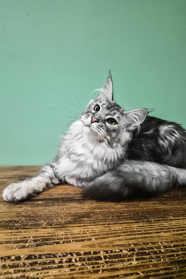 Norton | Maine Coon Kitten