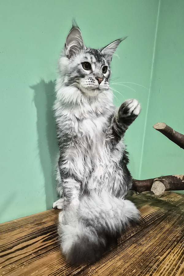 Norton | Maine Coon Kitten