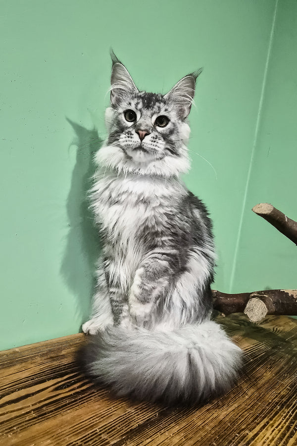 Norton | Maine Coon Kitten