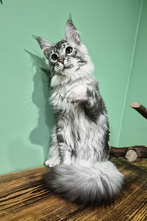 Norton | Maine Coon Kitten