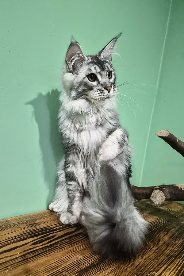 Norton | Maine Coon Kitten