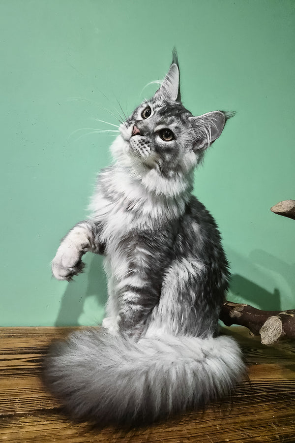 Norton | Maine Coon Kitten